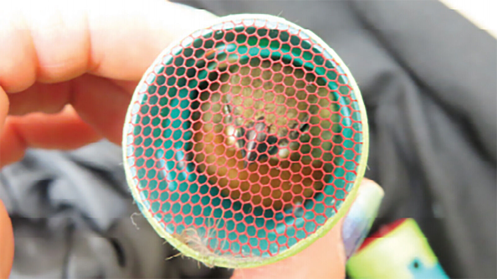 Man arrested at airport after 35 birds intended for singing contests found in his clothing, officials say